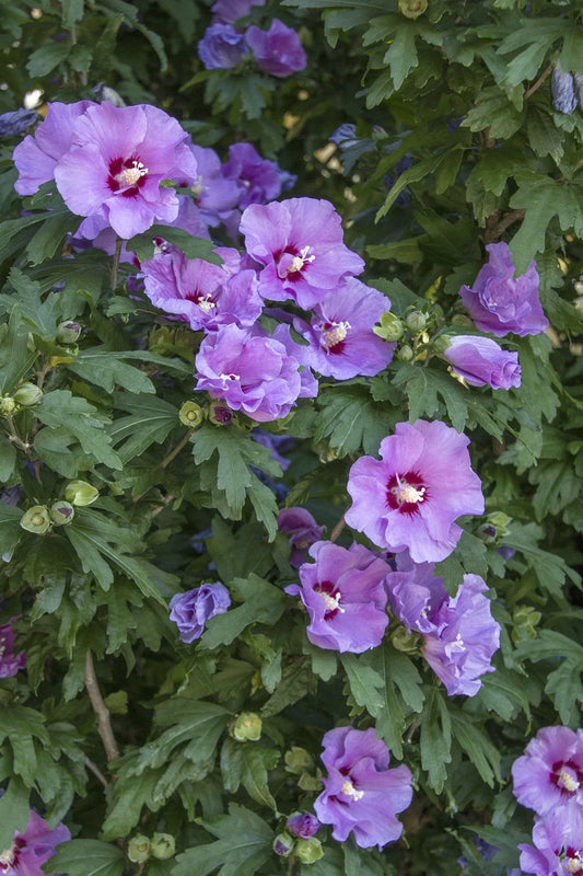 Hibiscus Syriacus 'minerva' - View 1 from www redcrocus com