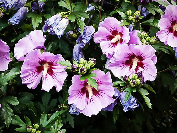 Hibiscus Syriacus 'minerva' - View 20 from www redcrocus com