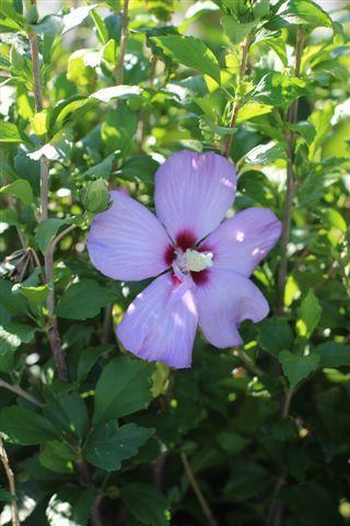 Hibiscus Syriacus 'minerva' - View 21 from www redcrocus com