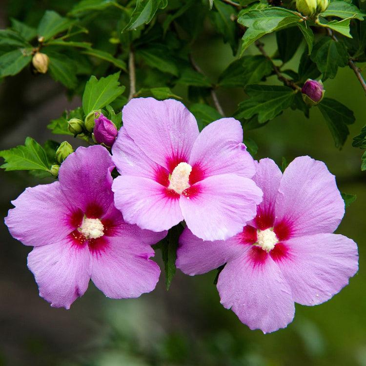 Hibiscus Syriacus 'minerva' - View 22 from www redcrocus com