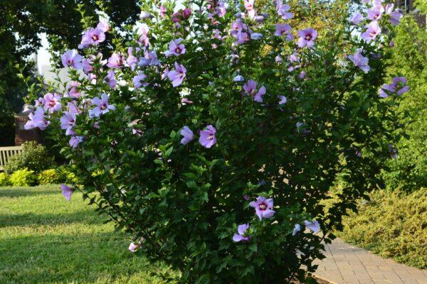 Hibiscus Syriacus 'minerva' - View 23 from www redcrocus com