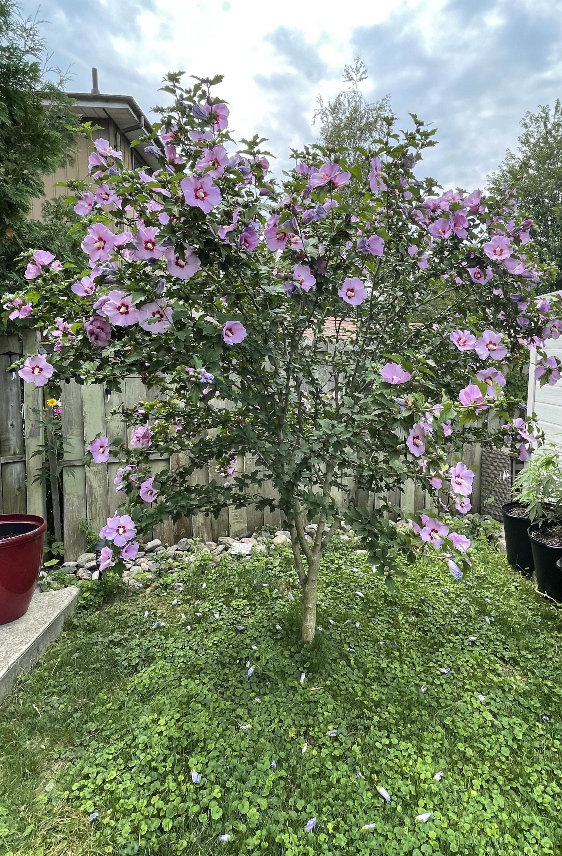 Hibiscus Syriacus 'minerva' - View 24 from www redcrocus com