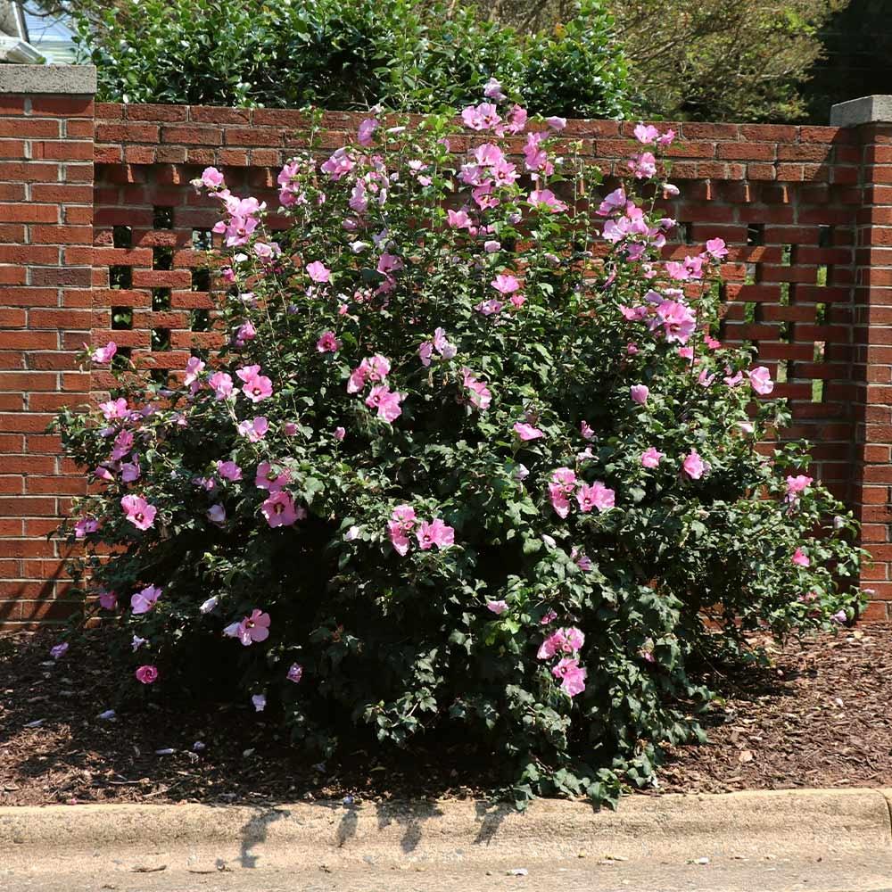 Hibiscus Syriacus 'minerva' - View 25 from www redcrocus com