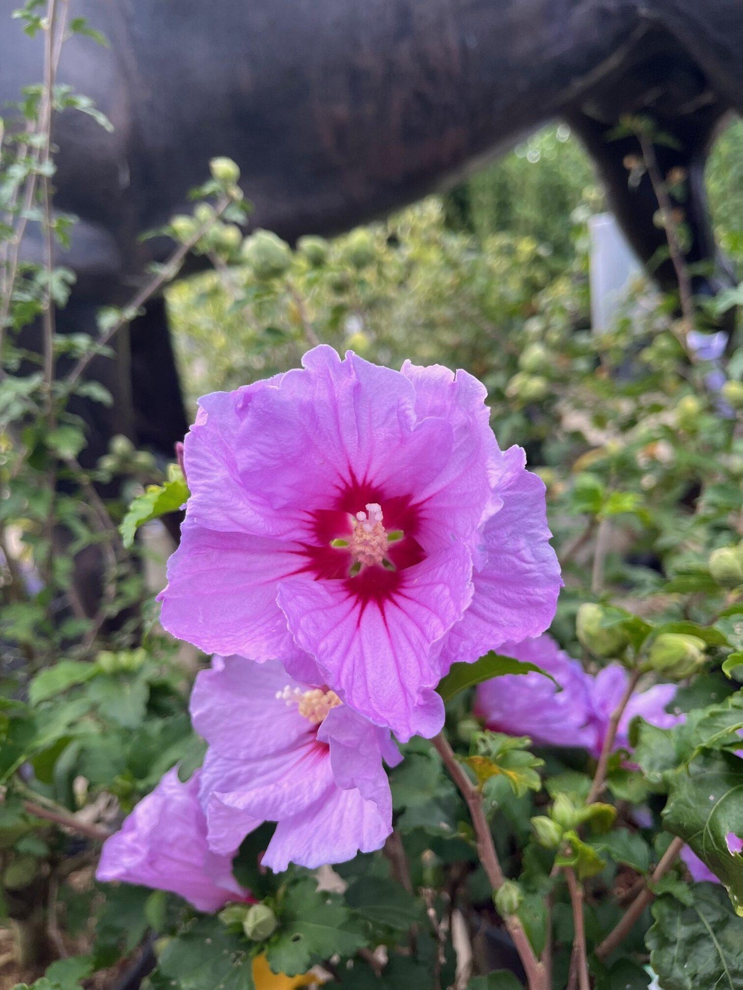 Hibiscus Syriacus 'minerva' - View 26 from www redcrocus com