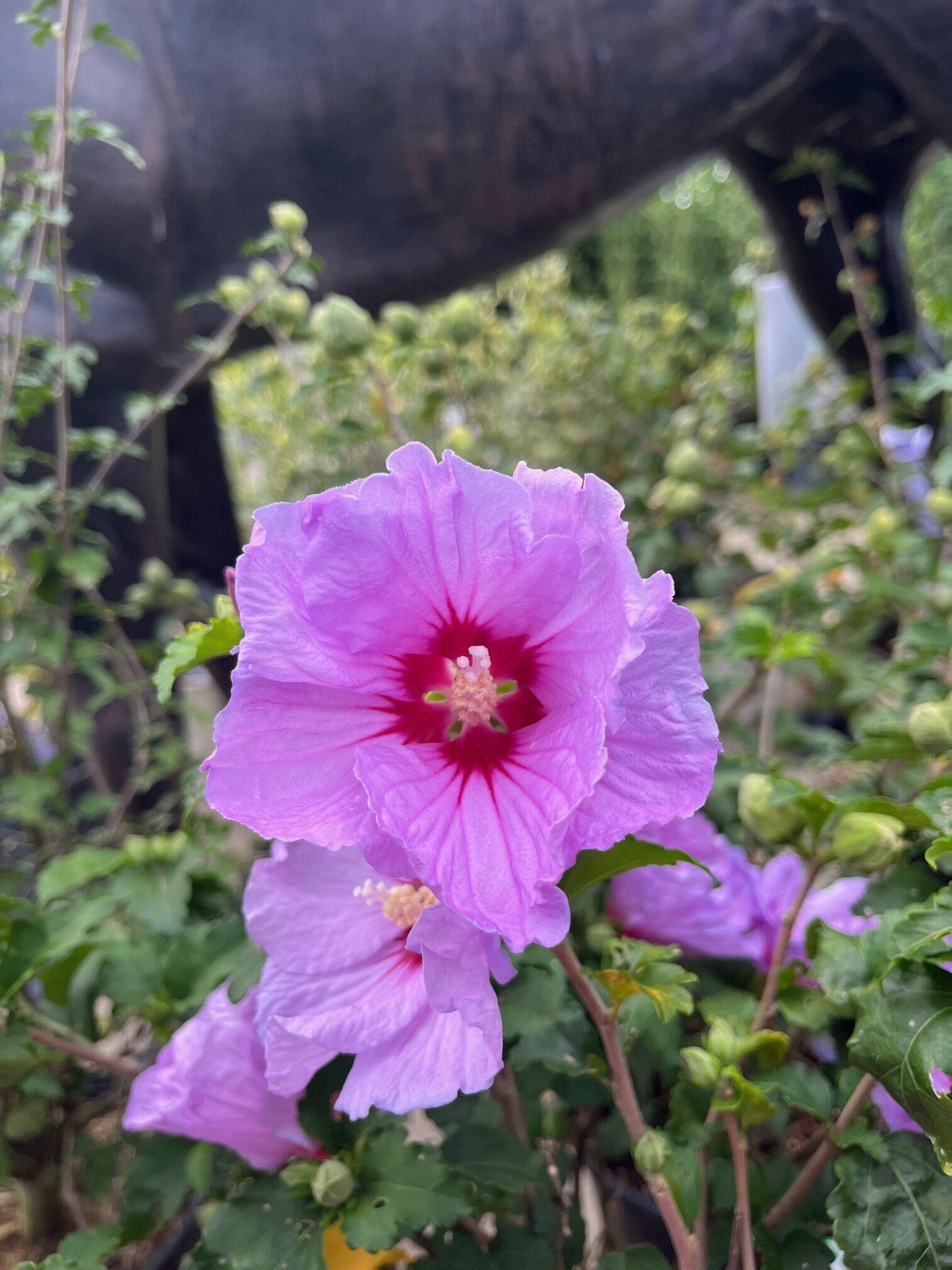 Hibiscus Syriacus 'minerva' - View 26 from www redcrocus com