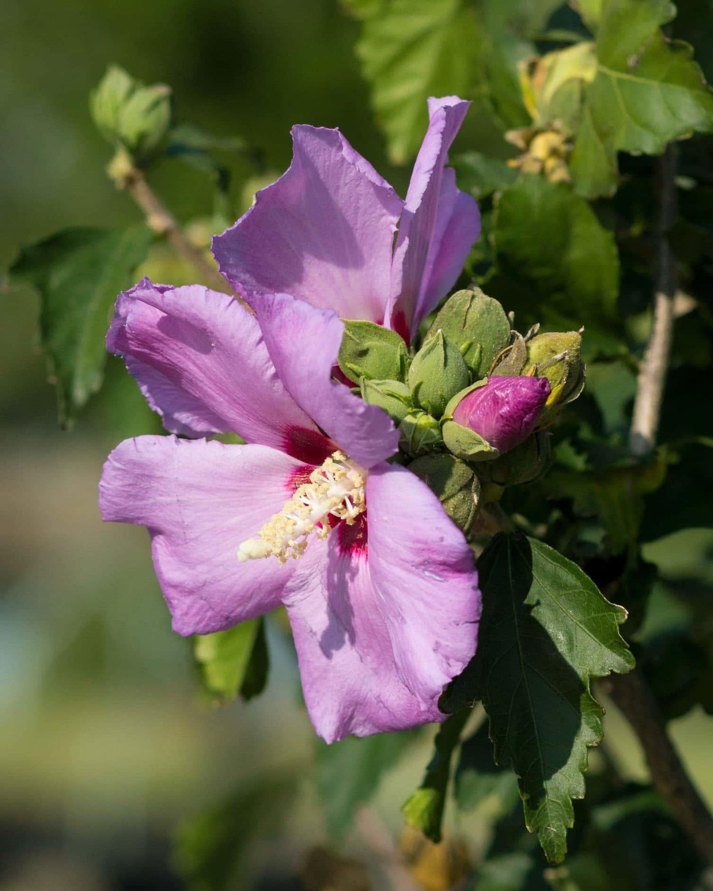 Hibiscus Syriacus 'minerva' - View 27 from www redcrocus com
