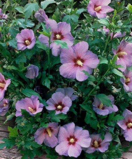Hibiscus Syriacus 'minerva' - View 28 from www redcrocus com