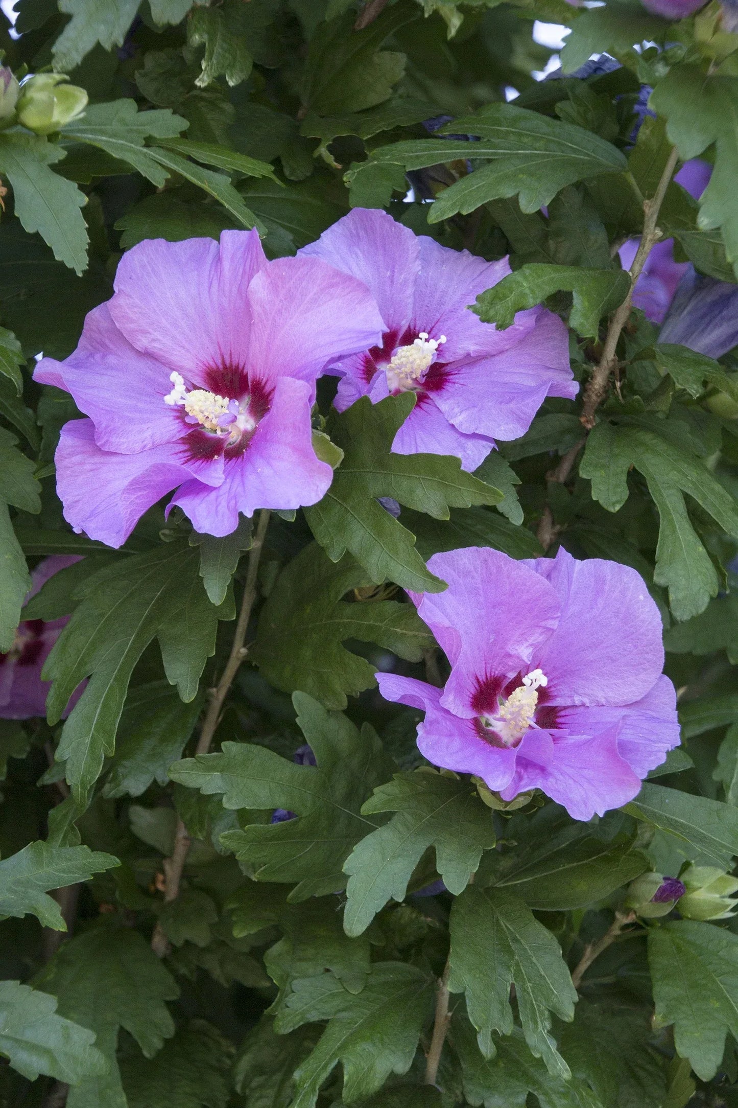 Hibiscus Syriacus 'minerva' - View 29 from www redcrocus com