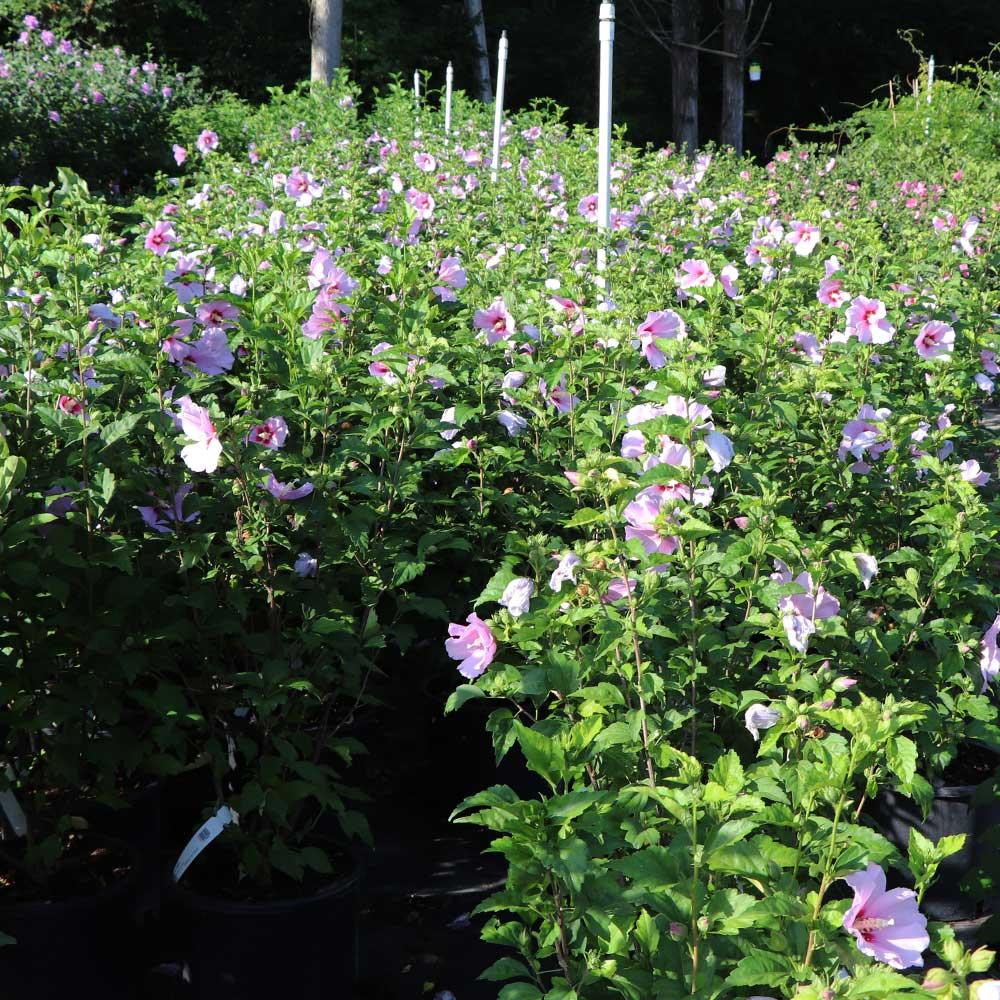 Hibiscus Syriacus 'minerva' - View 29 from www redcrocus com