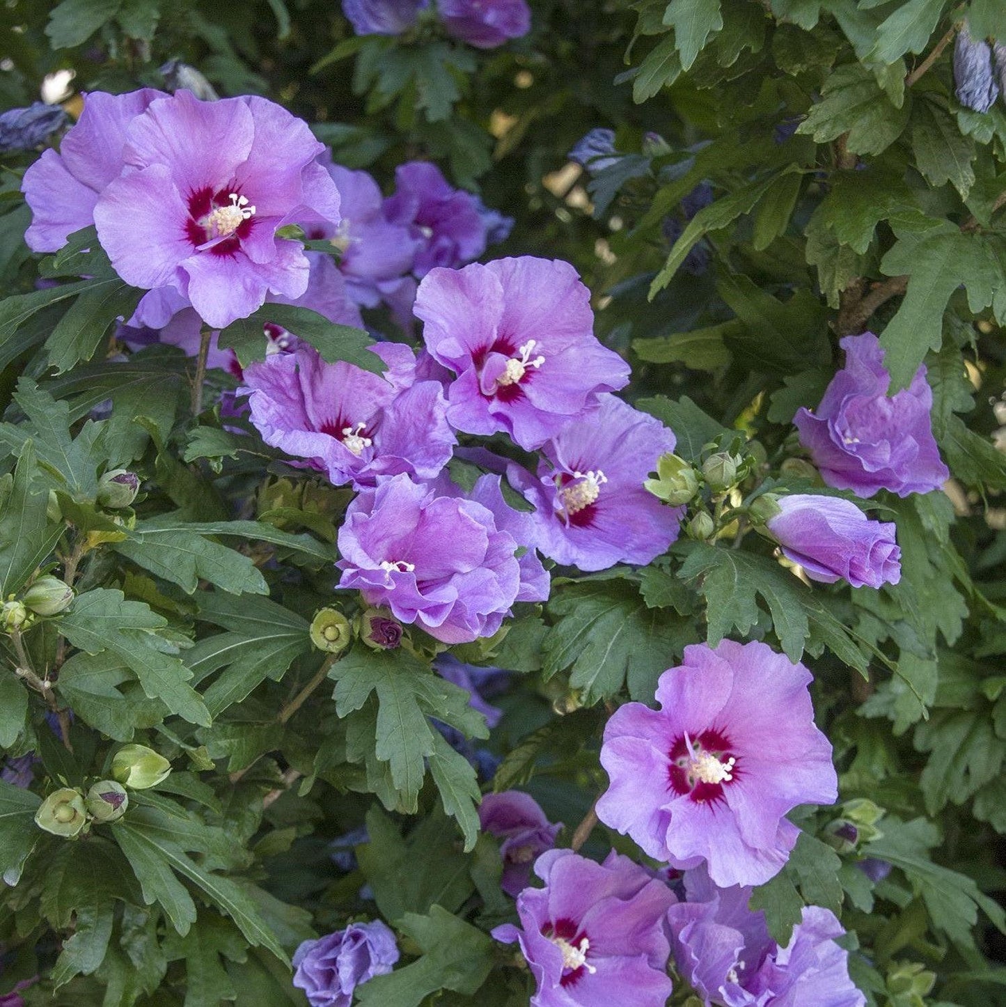 Hibiscus Syriacus 'minerva' - View 32 from www redcrocus com