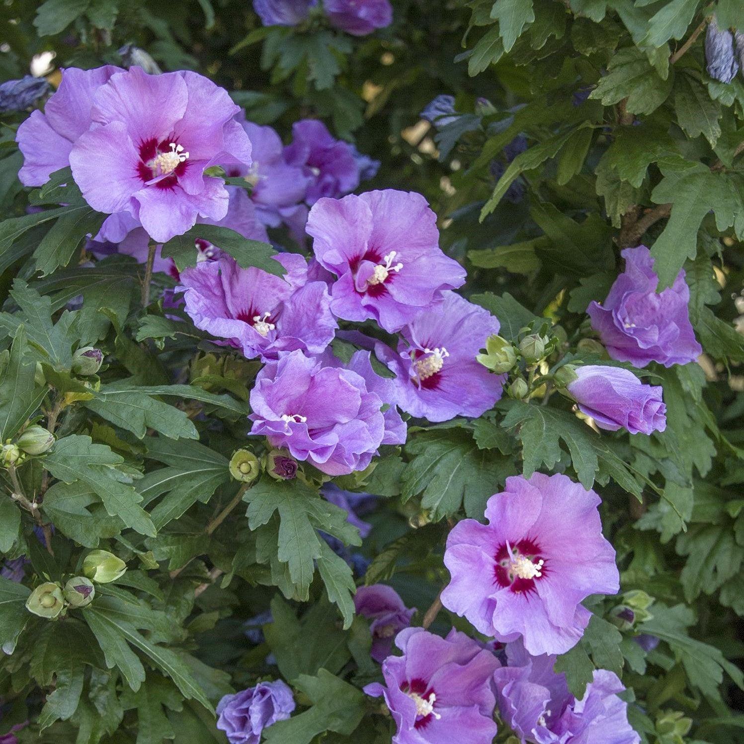 Hibiscus Syriacus 'minerva' - View 32 from www redcrocus com