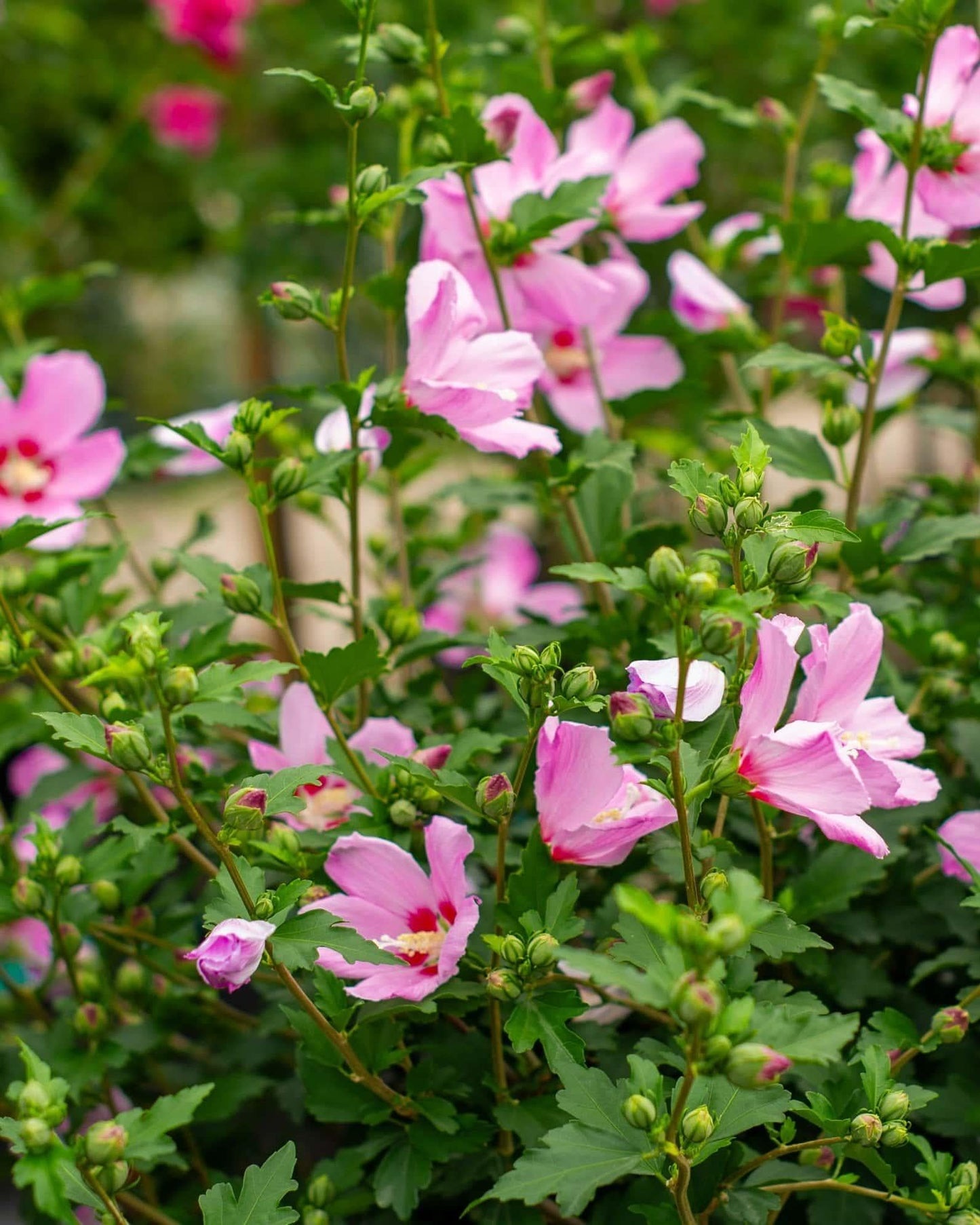 Hibiscus Syriacus 'minerva' - View 33 from www redcrocus com