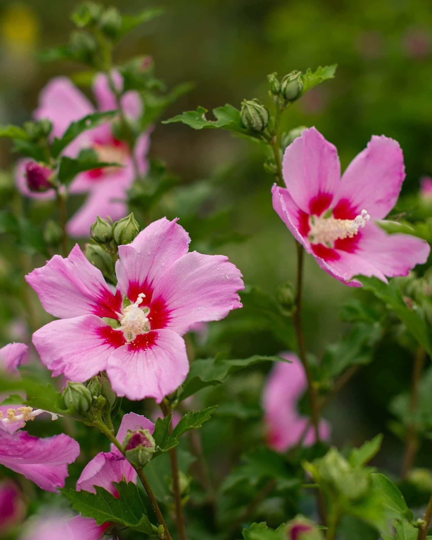 Hibiscus Syriacus 'minerva' - View 35 from www redcrocus com