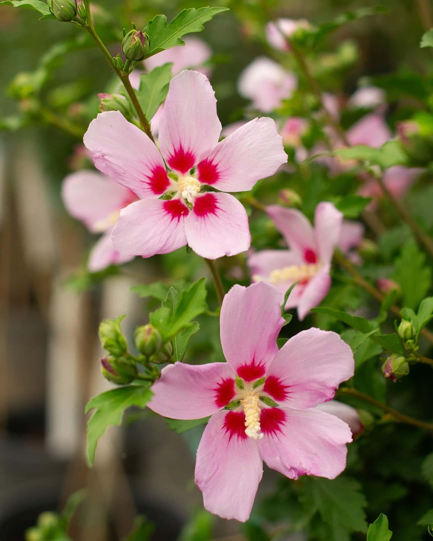 Hibiscus Syriacus 'minerva' - View 36 from www redcrocus com