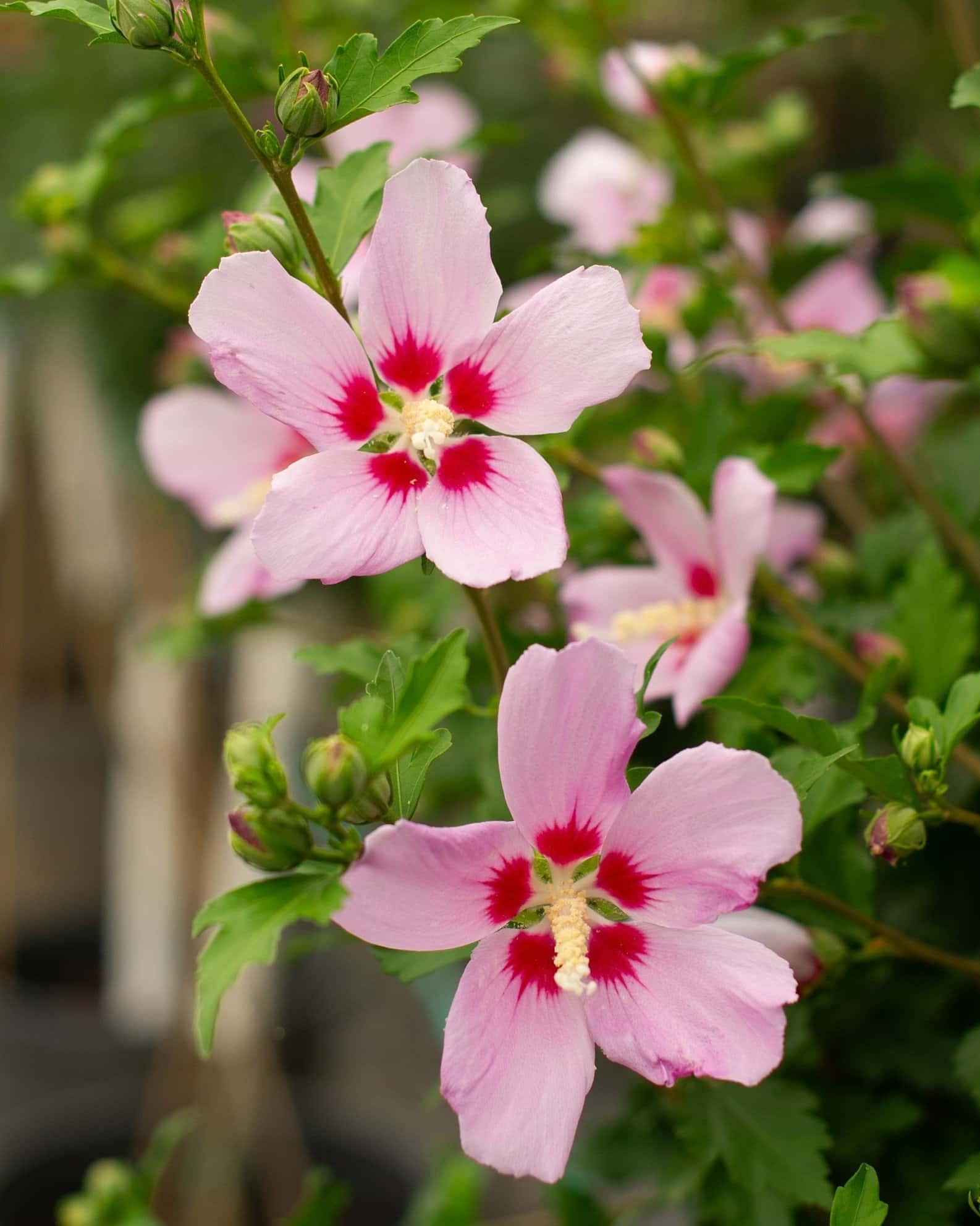Hibiscus Syriacus 'minerva' - View 36 from www redcrocus com