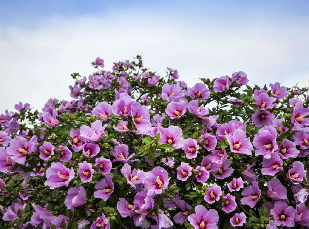 Hibiscus Syriacus 'minerva' - View 5 from www redcrocus com