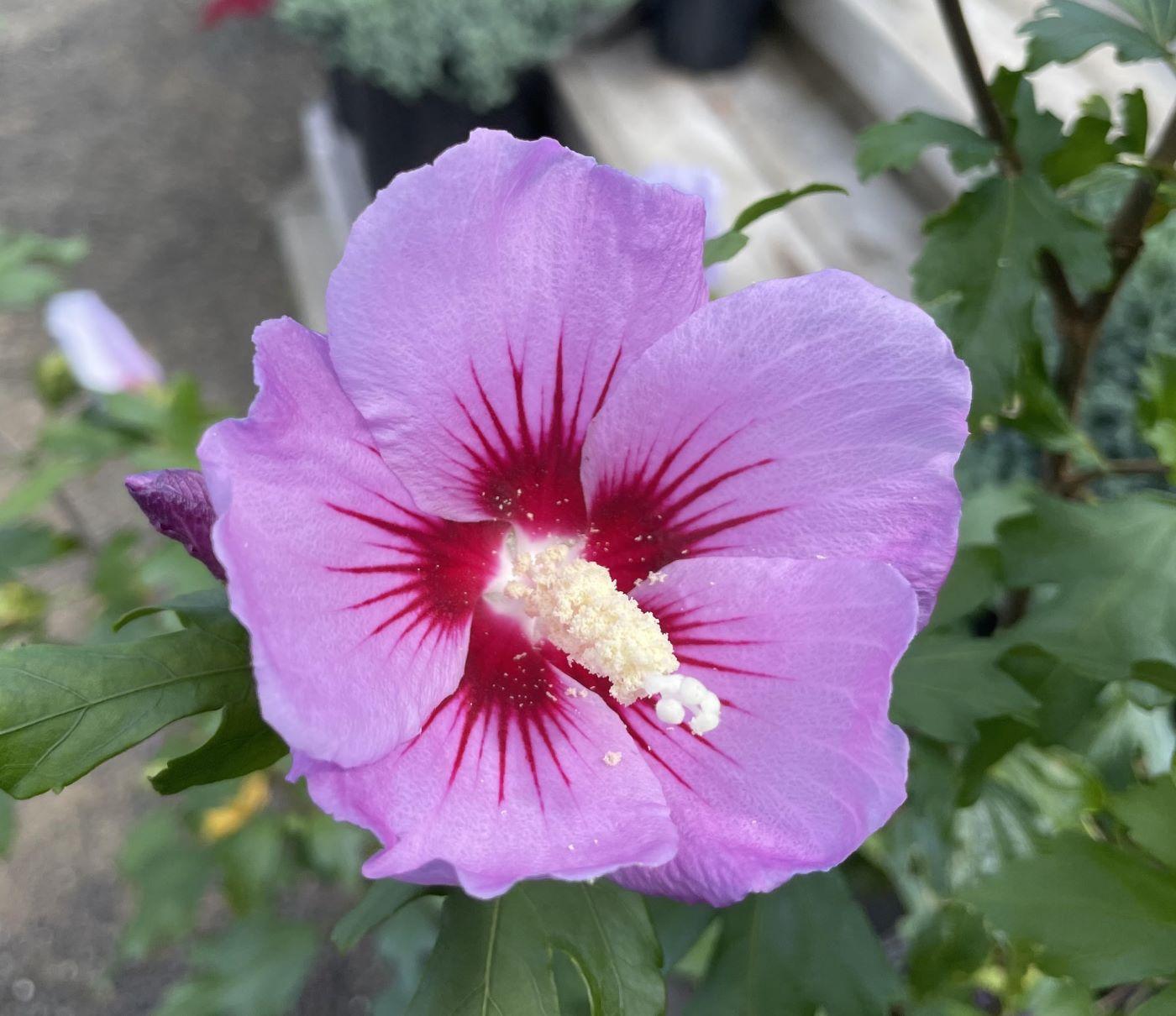 Hibiscus Syriacus 'minerva' - View 8 from www redcrocus com