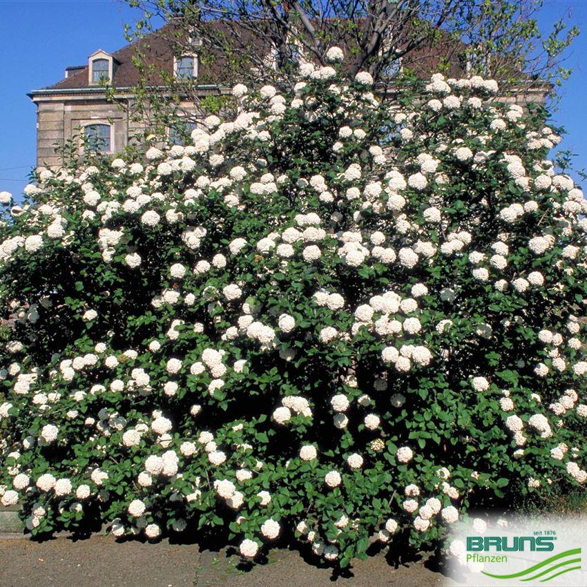 Viburnum Carlcephalum - View 10 from www redcrocus com