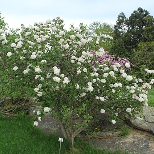 Viburnum Carlcephalum - View 11 from www redcrocus com