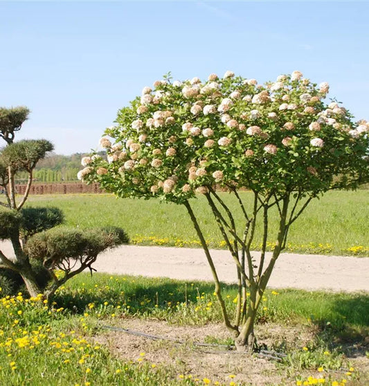 Viburnum Carlcephalum - View 12 from www redcrocus com