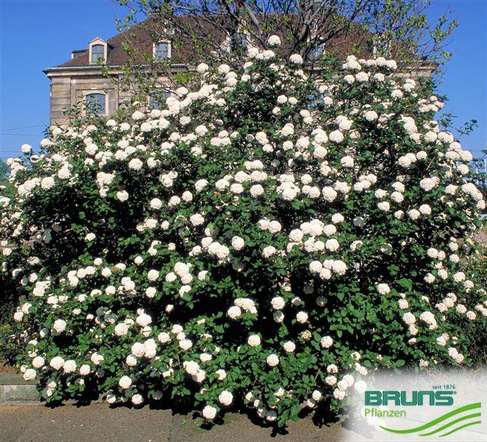 Viburnum Carlcephalum - View 13 from www redcrocus com