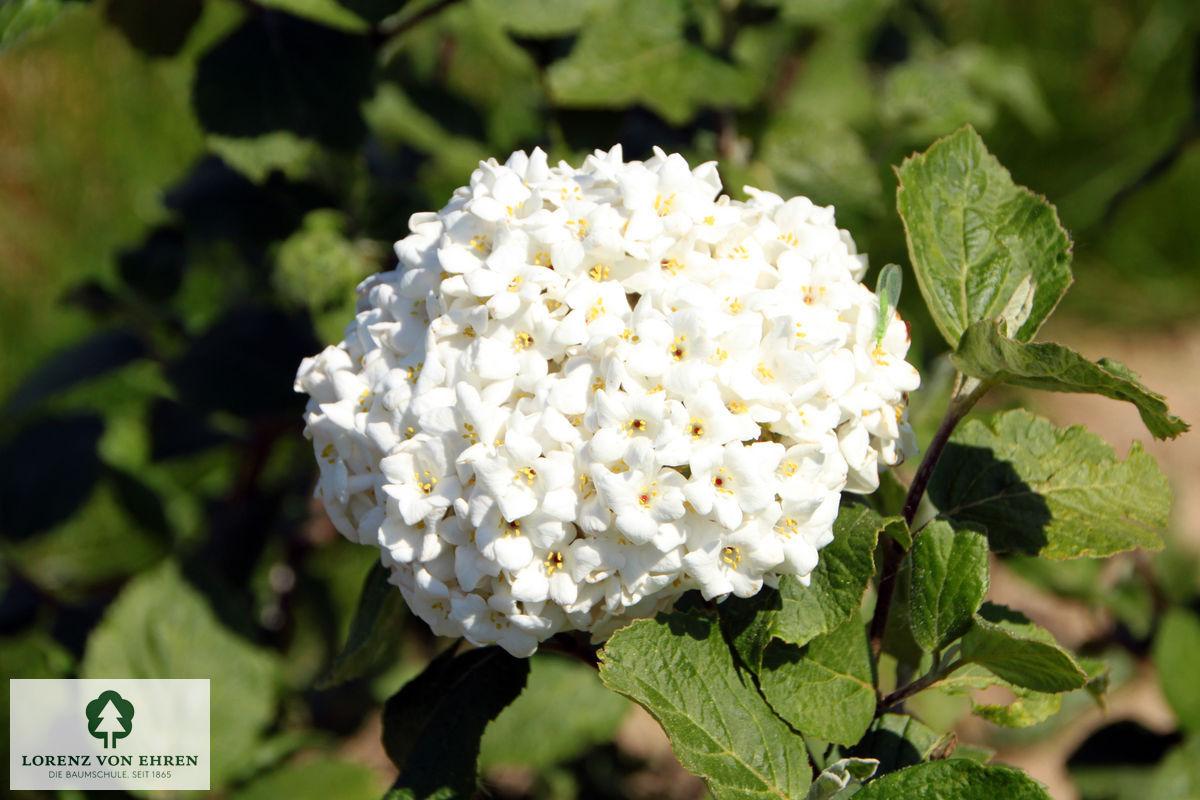 Viburnum Carlcephalum - View 14 from www redcrocus com