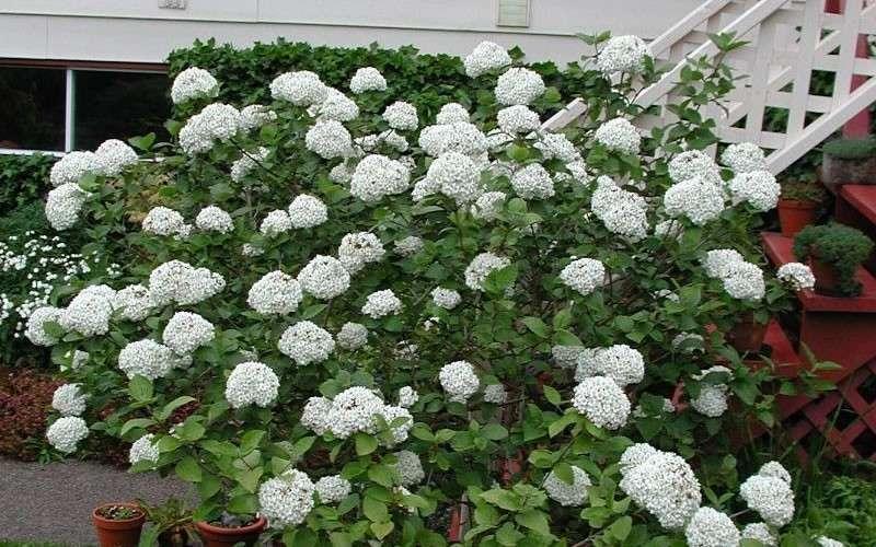 Viburnum Carlcephalum - View 15 from www redcrocus com