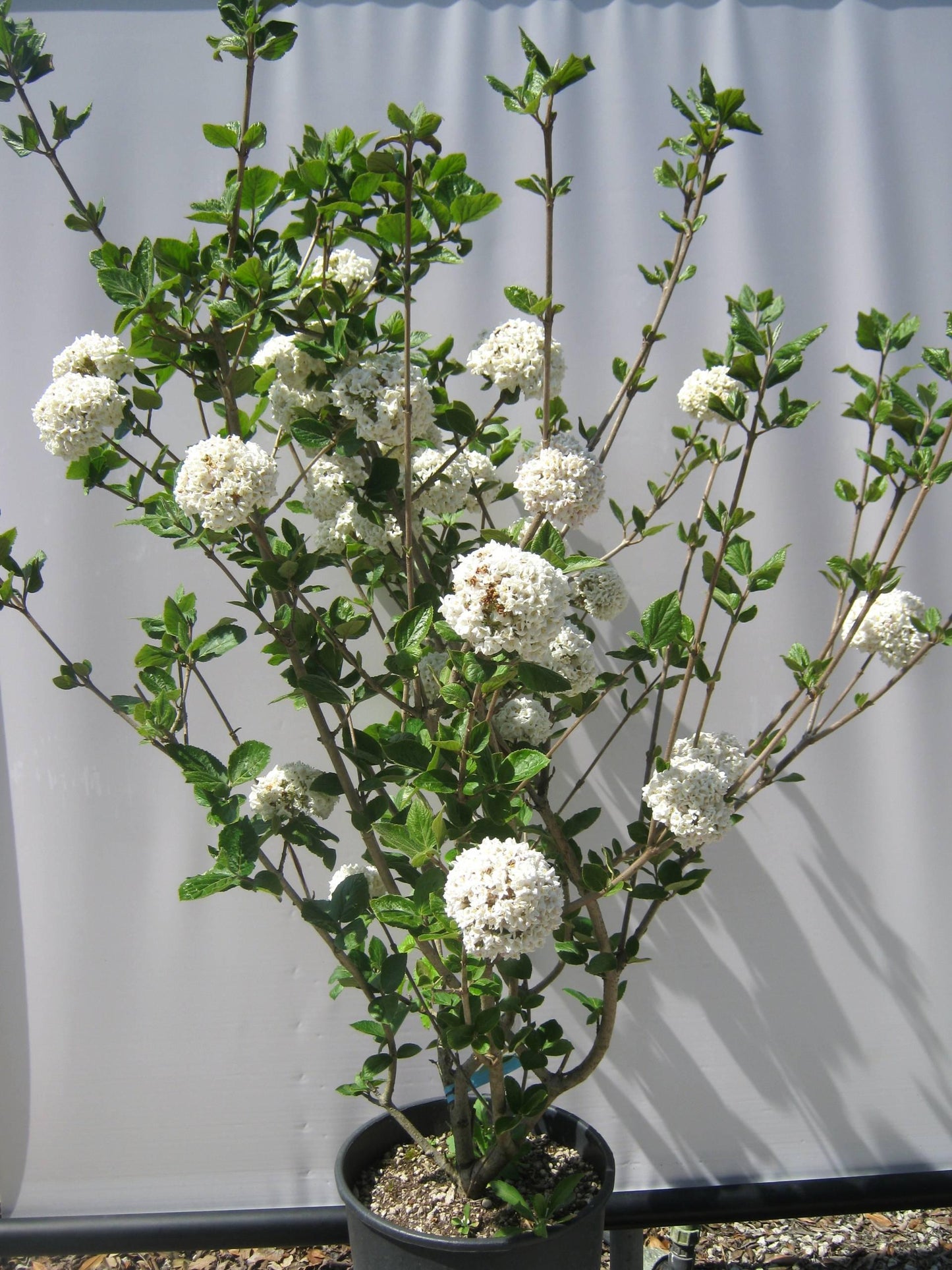 Viburnum Carlcephalum - View 16 from www redcrocus com