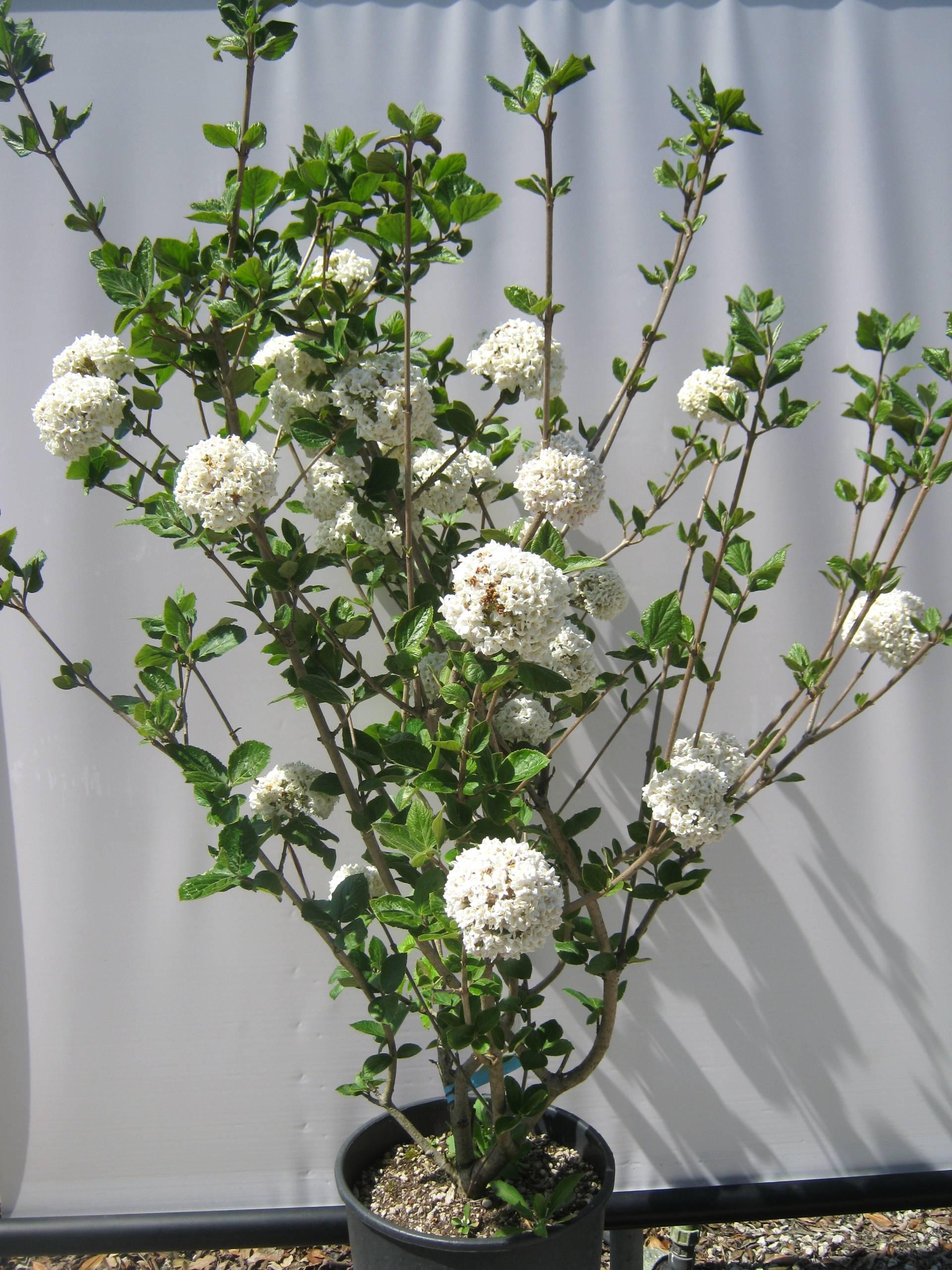 Viburnum Carlcephalum - View 16 from www redcrocus com