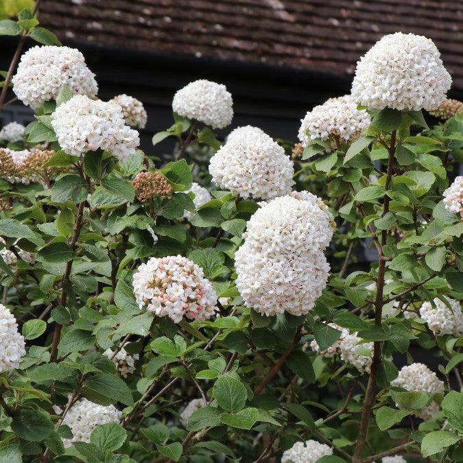 Viburnum Carlcephalum - View 17 from www redcrocus com