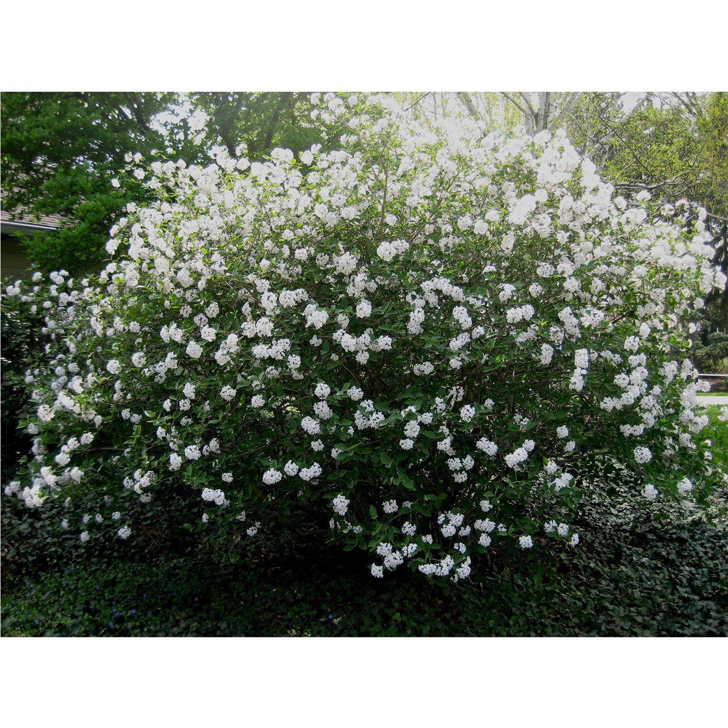 Viburnum Carlcephalum - View 18 from www redcrocus com