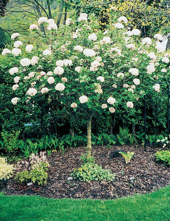 Viburnum Carlcephalum - View 19 from www redcrocus com