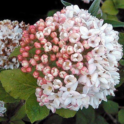 Viburnum Carlcephalum - View 20 from www redcrocus com