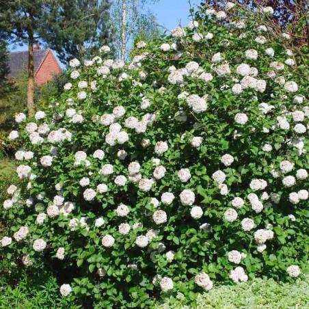 Viburnum Carlcephalum - View 21 from www redcrocus com