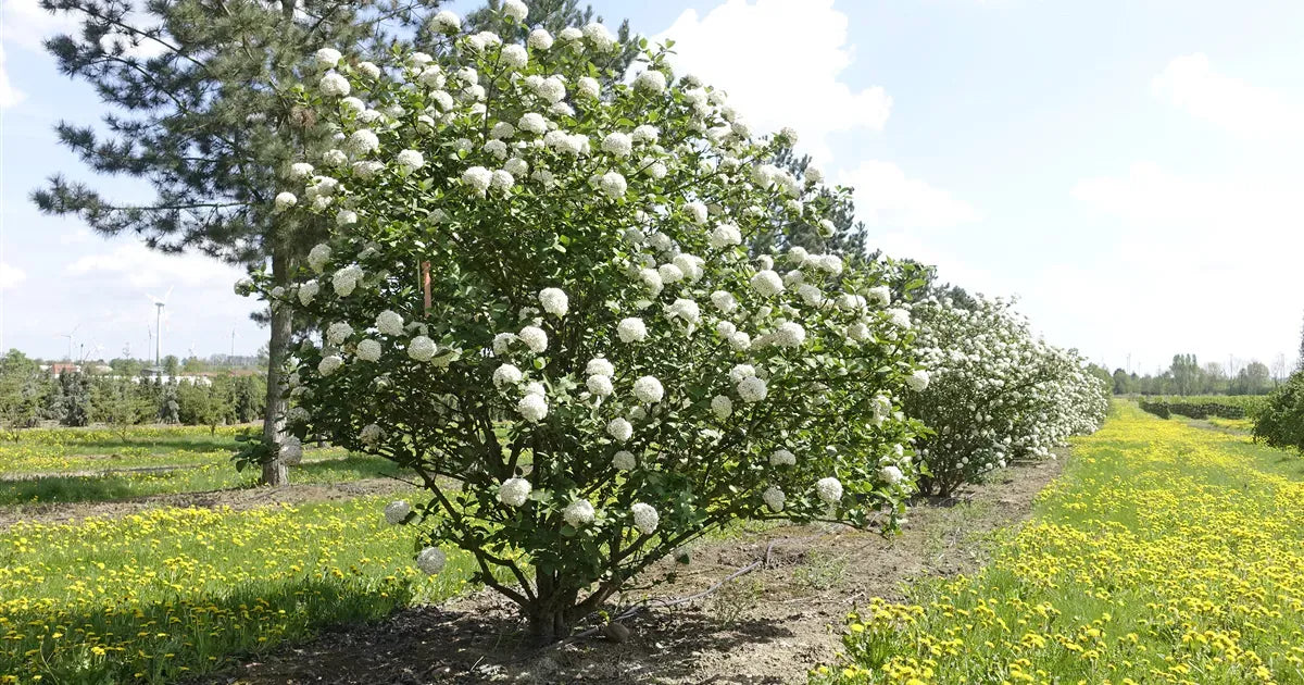 Viburnum Carlcephalum - View 22 from www redcrocus com