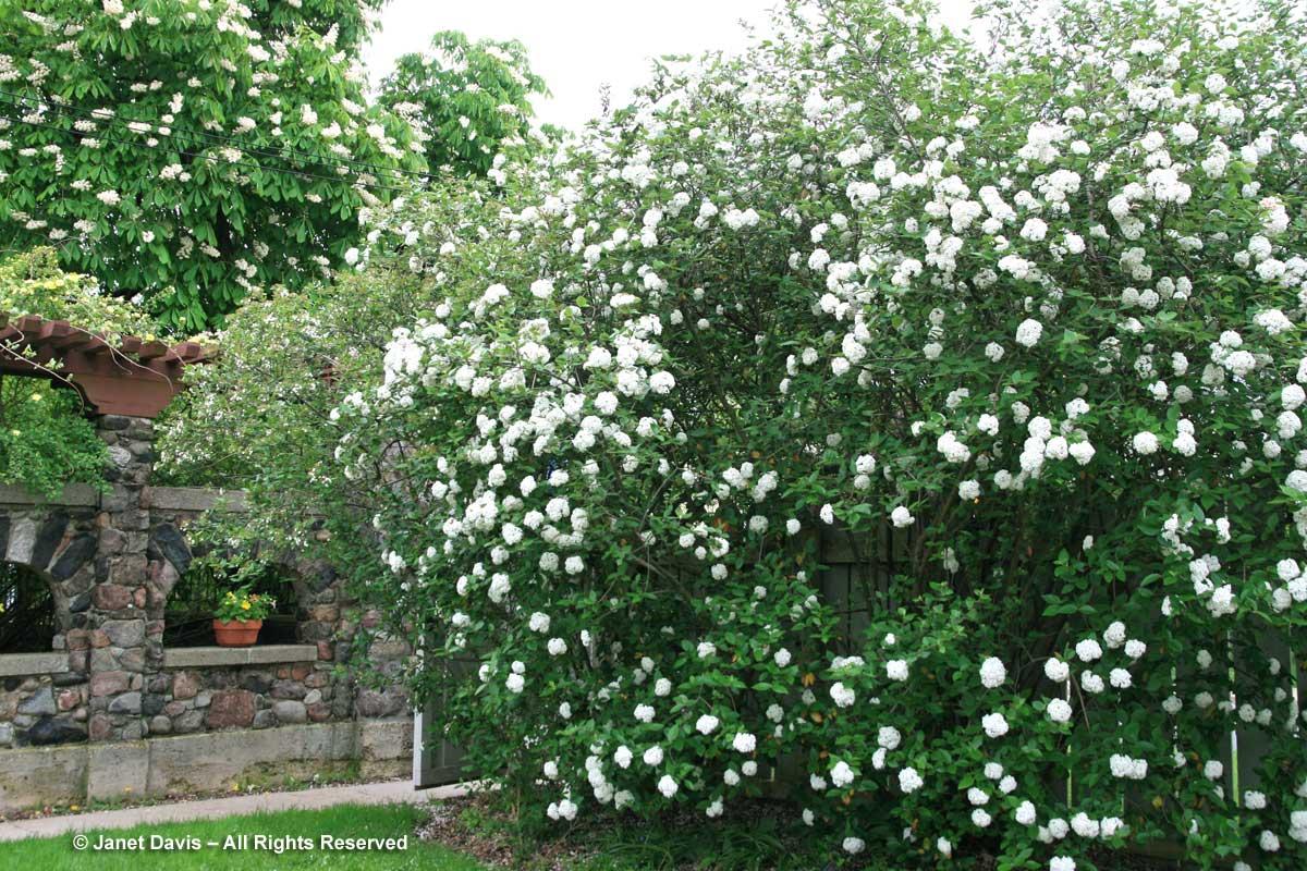 Viburnum Carlcephalum - View 24 from www redcrocus com