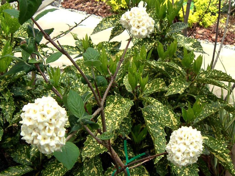 Viburnum Carlcephalum - View 25 from www redcrocus com