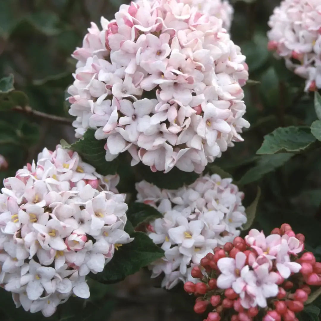 Viburnum Carlcephalum - View 25 from www redcrocus com