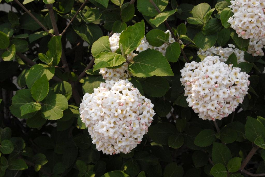 Viburnum Carlcephalum - View 26 from www redcrocus com