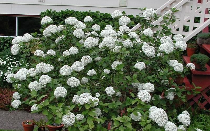 Viburnum Carlcephalum - View 29 from www redcrocus com
