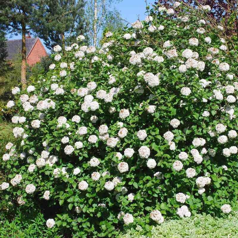 Viburnum Carlcephalum - View 2 from www redcrocus com