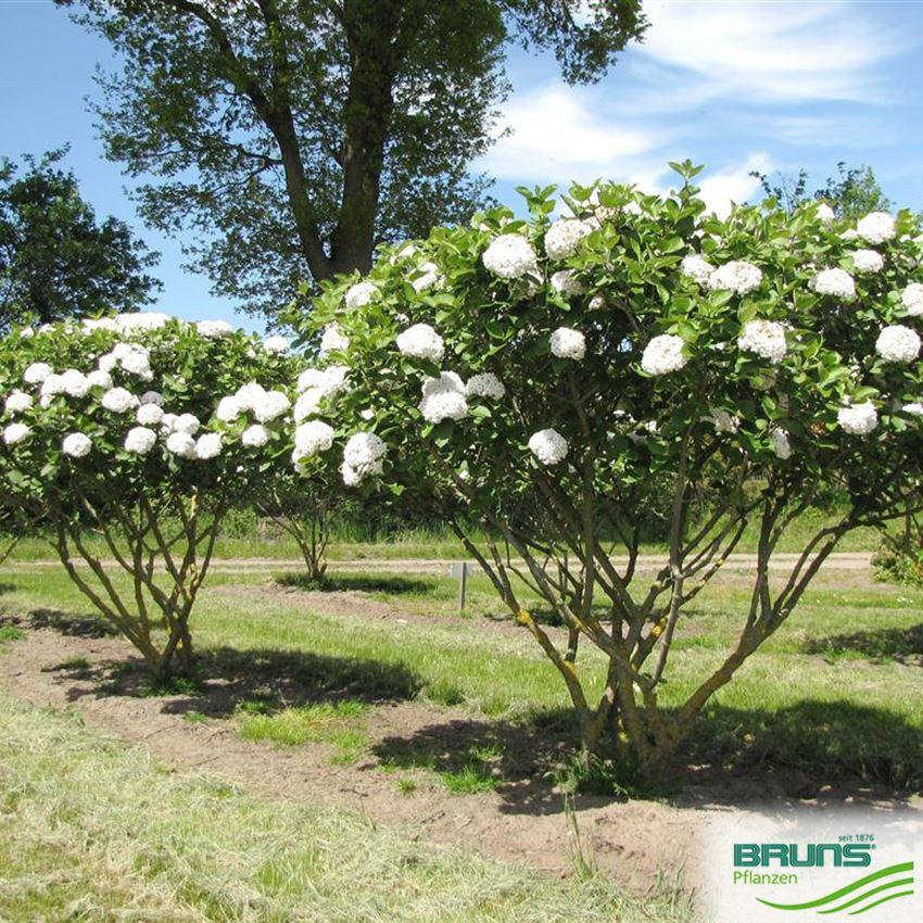 Viburnum Carlcephalum - View 30 from www redcrocus com