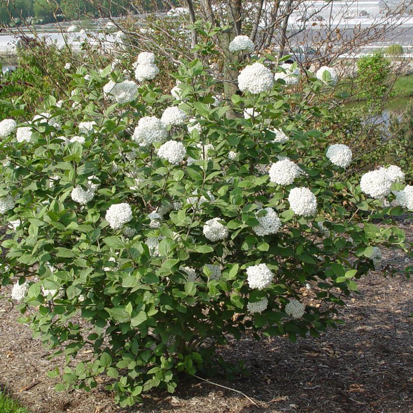 Viburnum Carlcephalum - View 31 from www redcrocus com