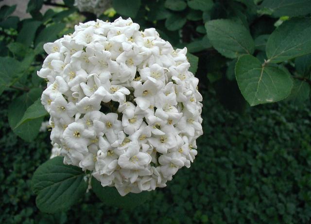 Viburnum Carlcephalum - View 3 from www redcrocus com