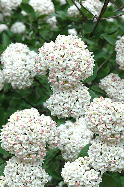 Viburnum Carlcephalum - View 4 from www redcrocus com