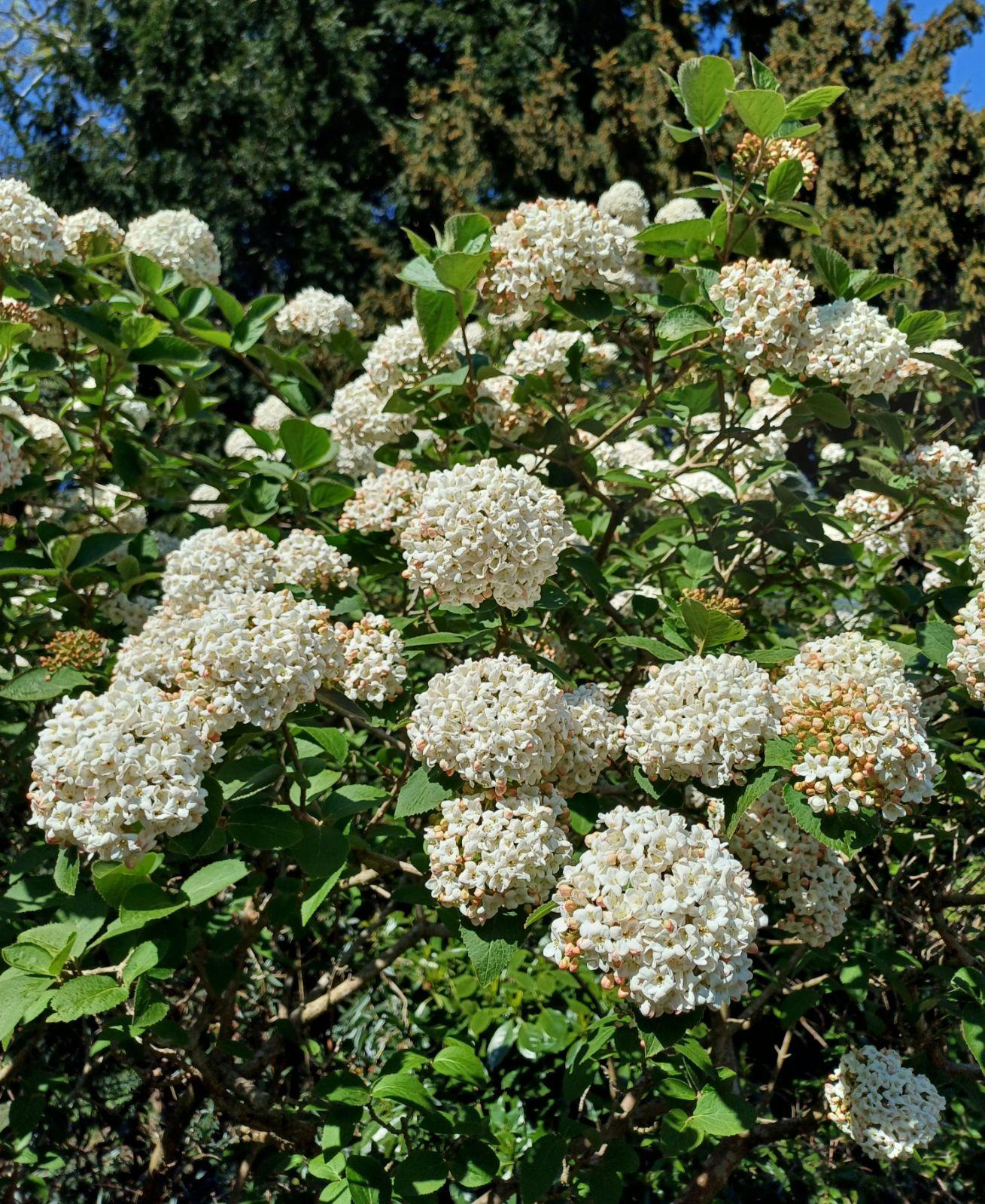 Viburnum Carlcephalum - View 5 from www redcrocus com