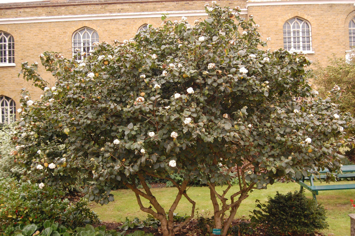 Viburnum Carlcephalum - View 7 from www redcrocus com