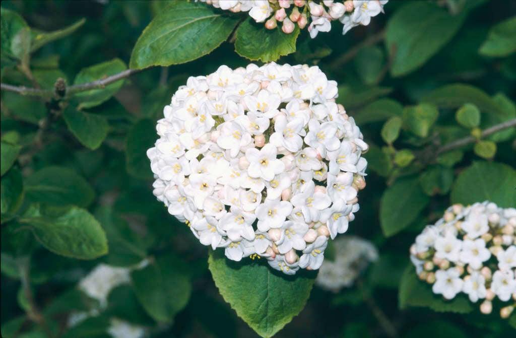 Viburnum Carlcephalum - View 8 from www redcrocus com