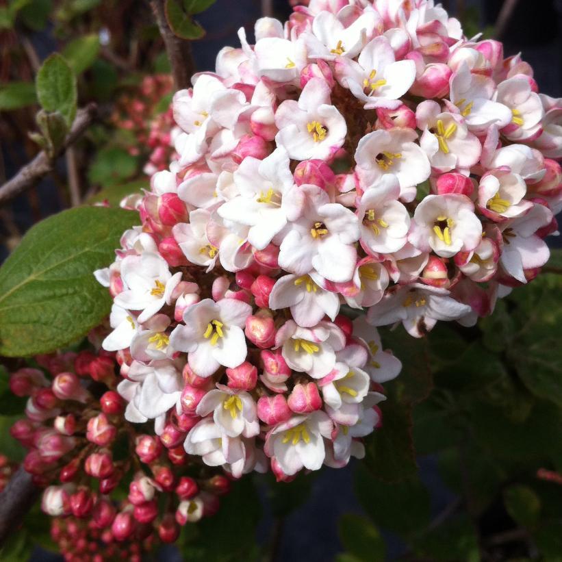 Viburnum Carlcephalum - View 9 from www redcrocus com