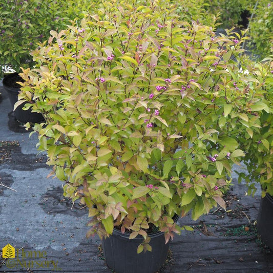 Callicarpa Dichotoma Early Amethyst - View 10 from www redcrocus com